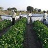 Mplus Crop Cover 5.25 Feet 400 Meter Protection Cover Non-Woven Fabric Plant Cover - Image 3