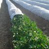 Mplus Crop Cover 5.25 Feet 400 Meter Protection Cover Non-Woven Fabric Plant Cover - Image 2
