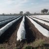 Mplus Crop Cover 5.25 Feet 400 Meter Protection Cover Non-Woven Fabric Plant Cover - Image 7