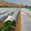 Mplus Crop Cover 5.25 Feet 400 Meter Protection Cover Non-Woven Fabric Plant Cover - Image 9